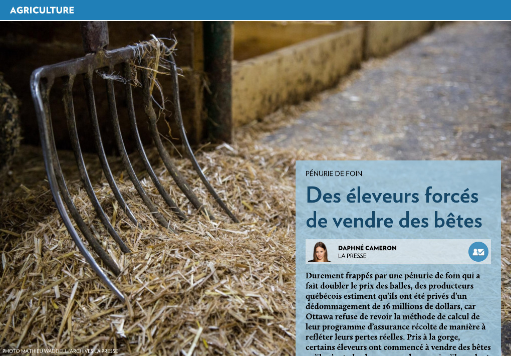 Foin : des éleveurs forcés de vendre des bêtes - La Presse+