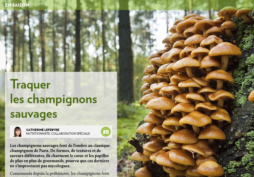 Guide d'initiation aux champignons sauvages du Québec