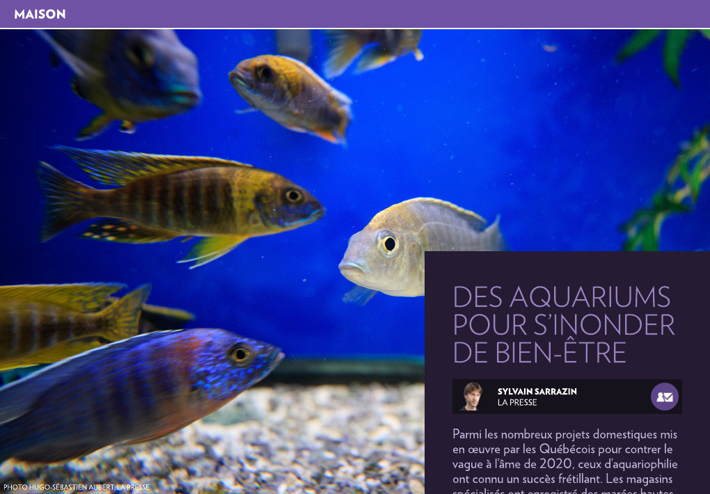 Interview d'un aquariophile : les poissons et notre bien-être